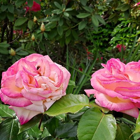 Gite 5 "Le Laurus" Aux Magnolias Обена Екстериор снимка