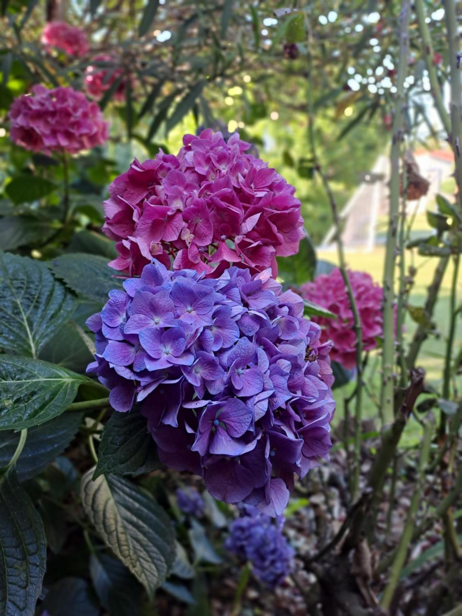 Gite 5 "Le Laurus" Aux Magnolias Обена Екстериор снимка