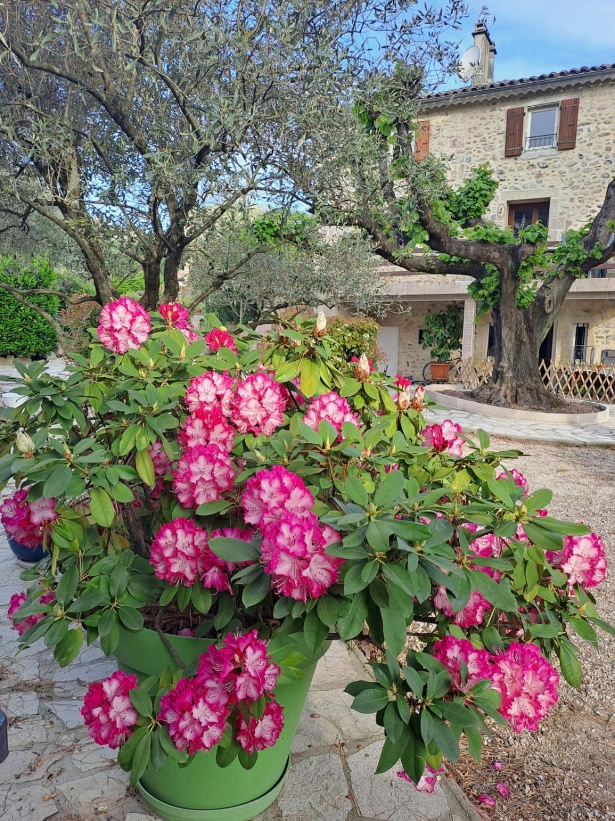 Gite 5 "Le Laurus" Aux Magnolias Обена Екстериор снимка