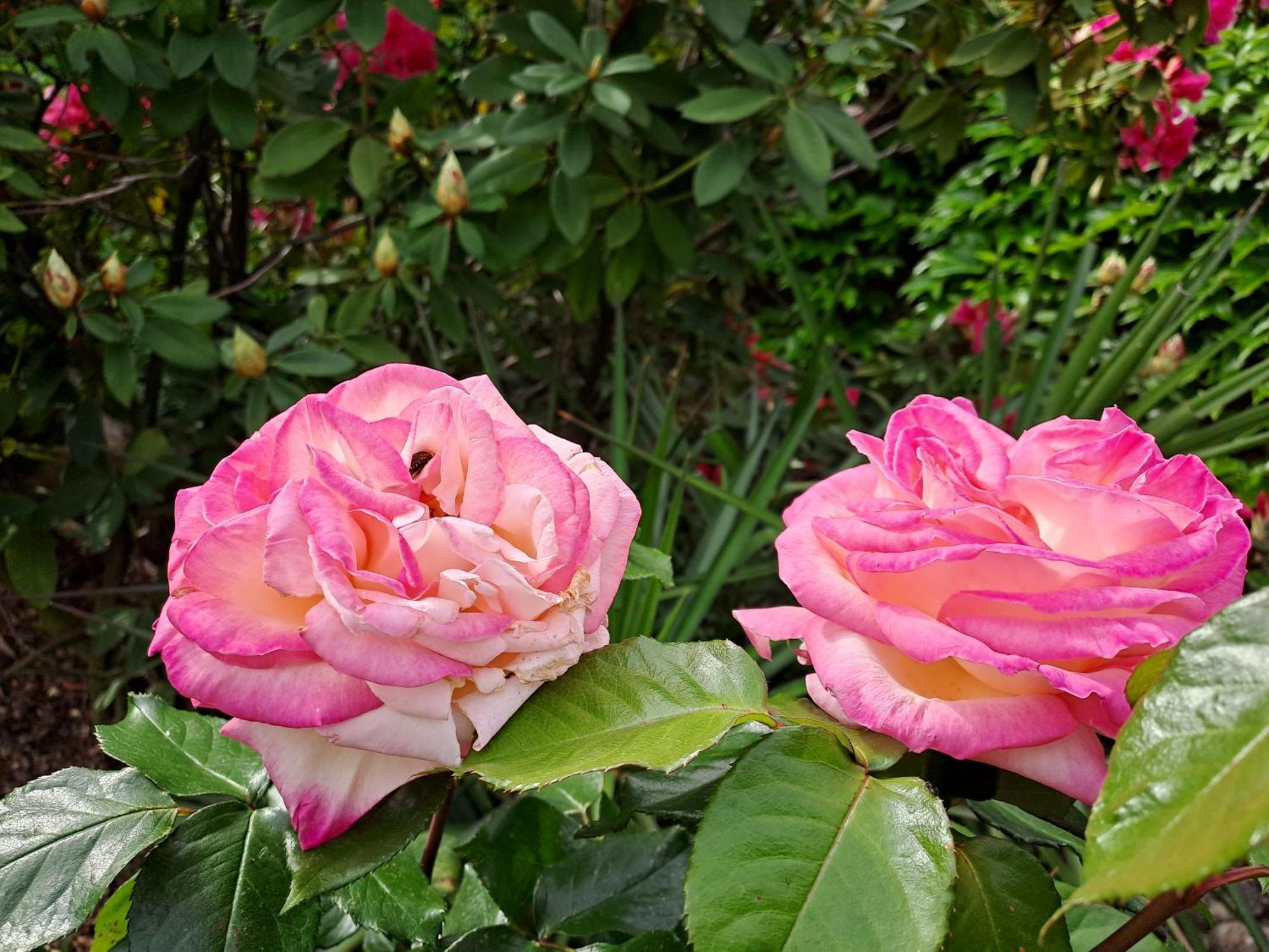 Gite 5 "Le Laurus" Aux Magnolias Обена Екстериор снимка