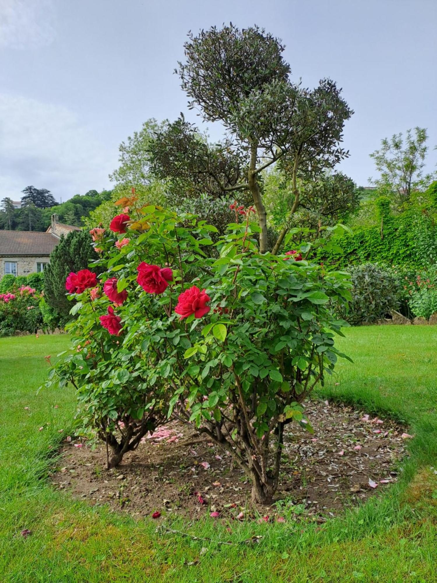 Gite 5 "Le Laurus" Aux Magnolias Обена Екстериор снимка